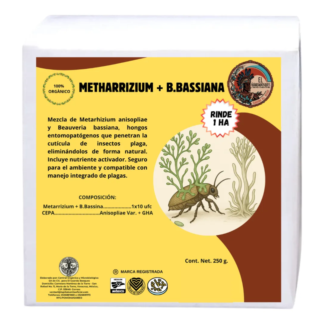 Metarhizium + Beauveria – Bioinsecticida fúngico para control agroecológico de plagas