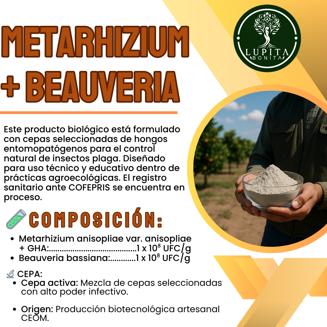 Metarhizium + Beauveria – Bioinsecticida fúngico para control agroecológico de plagas