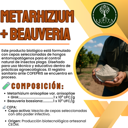 Metarhizium + Beauveria – Bioinsecticida fúngico para control agroecológico de plagas