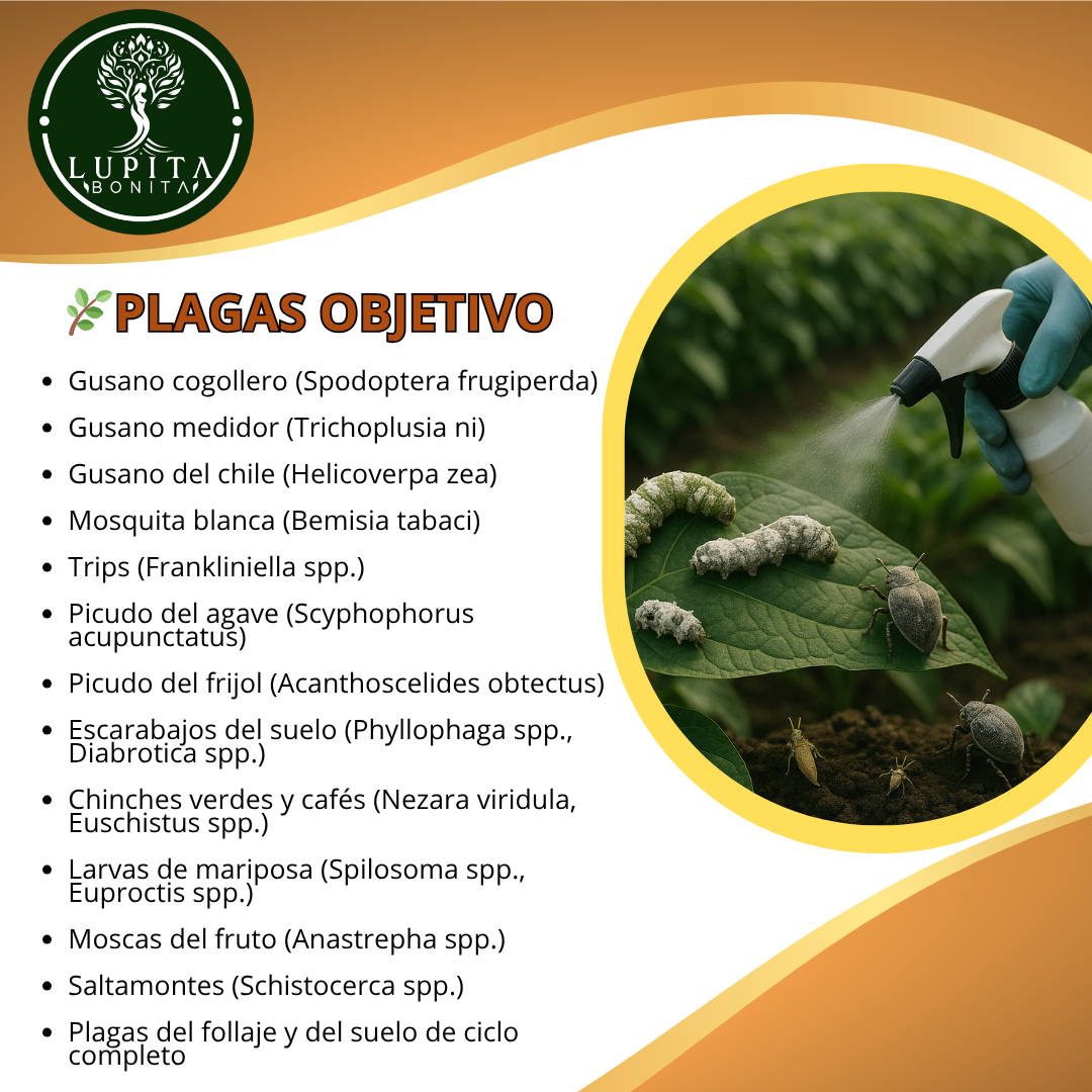 Metarhizium + Beauveria – Bioinsecticida fúngico para control agroecológico de plagas