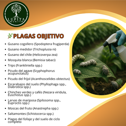 Metarhizium + Beauveria – Bioinsecticida fúngico para control agroecológico de plagas
